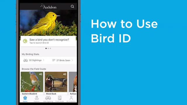 Your Guide to the Audubon Bird Guide App