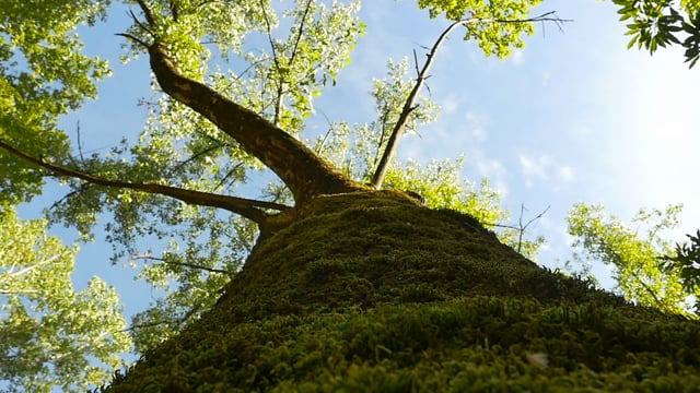 Enter the Forest Realm - Natural Park of São Gião.