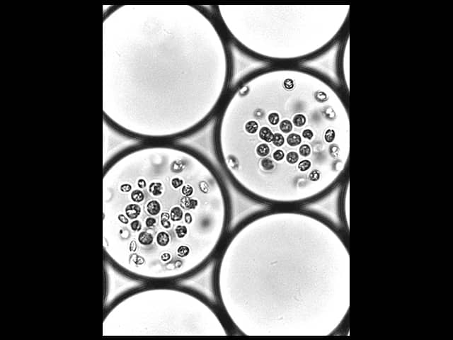Chlamydomonas reinhardtii (a single cell green algae) motility in ...