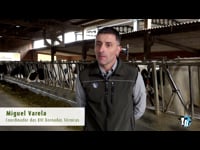 Impacto de las cojeras en la economía y en el bienestar animal en ganado vacuno lechero