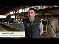 Impacto das coxeiras na economía e no benestar animal en gando vacún leiteiro