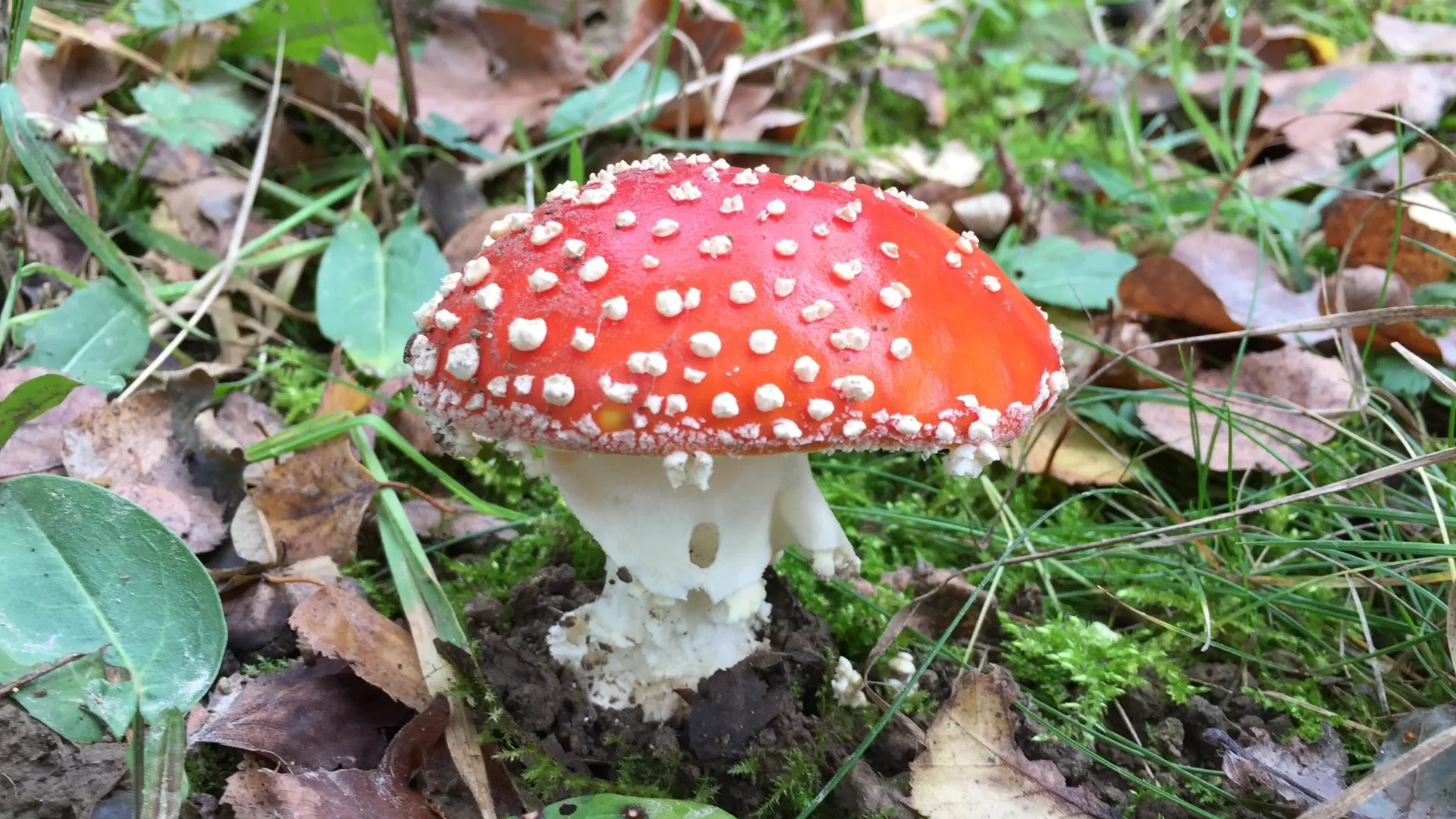 Herfst en paddestoelen on Vimeo