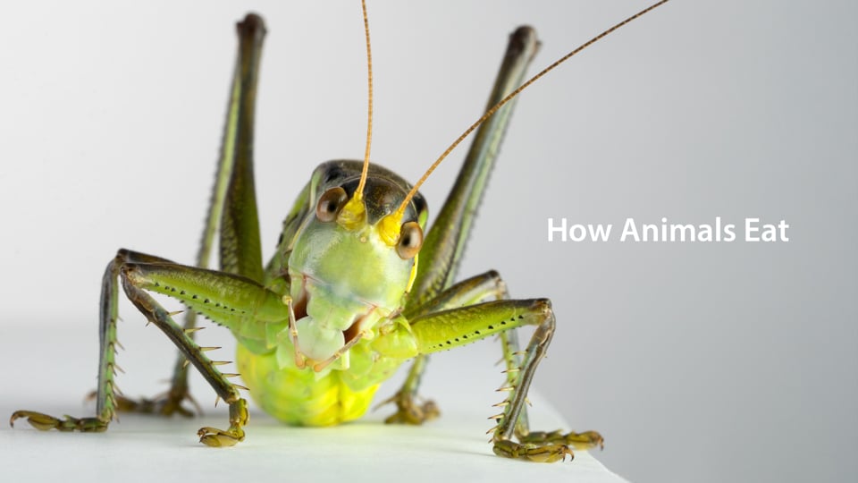 How Animals Eat