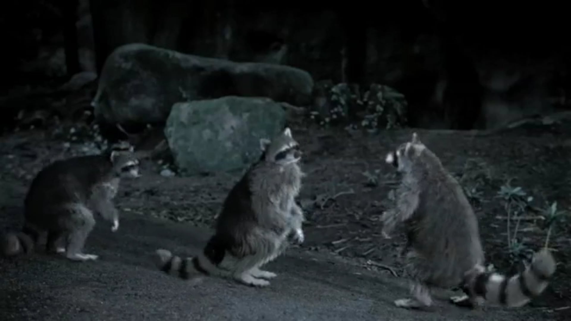 Paulo Henriques-Mercedes