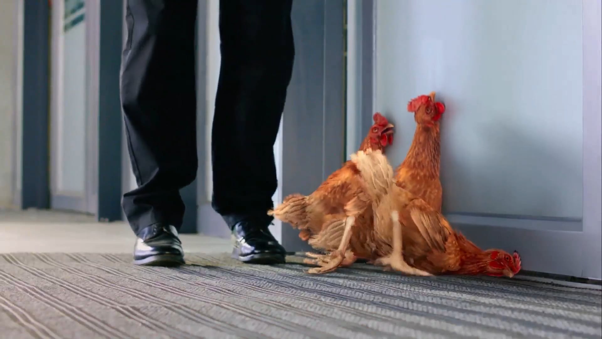 Paulo Henriques Migros Supermarket Chickens