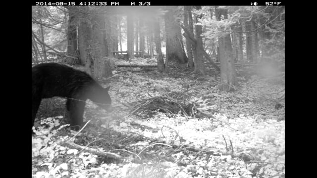 Search for the North Cascades Grizzly Bear
