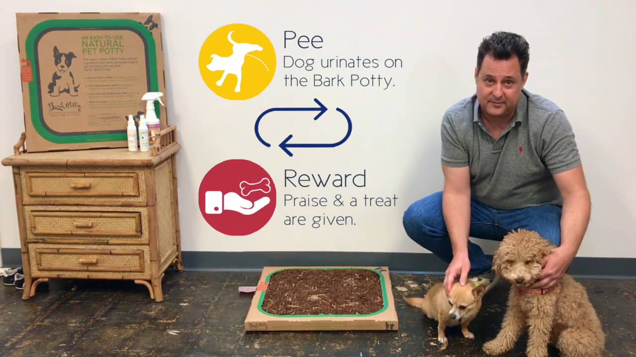 Bark Potty Training Video on Vimeo