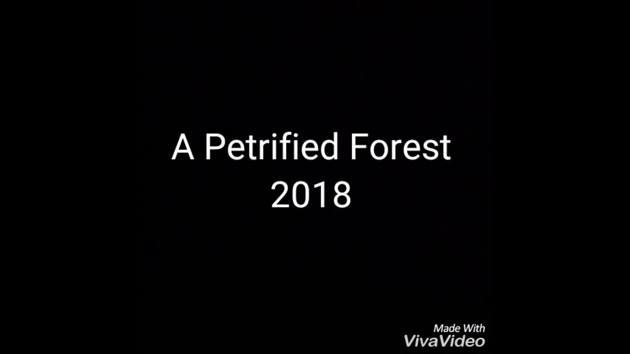 A Petrified Forest (Time Lapse)