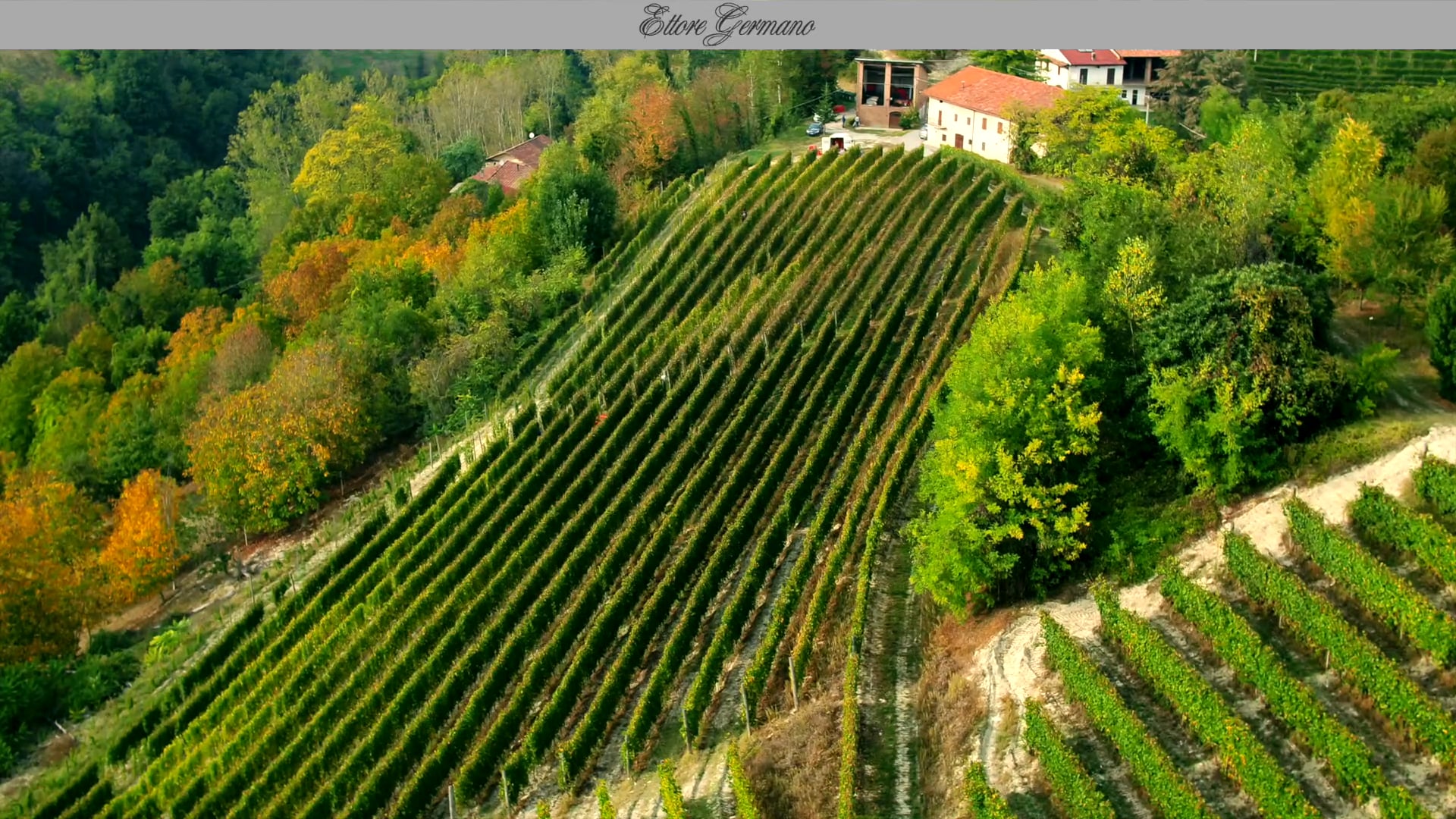 Vigneto Cigliè - Vendemmia | Harvest