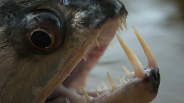 Hungry Hunters