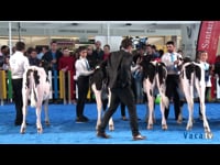 Terneras de 6 a 9 meses