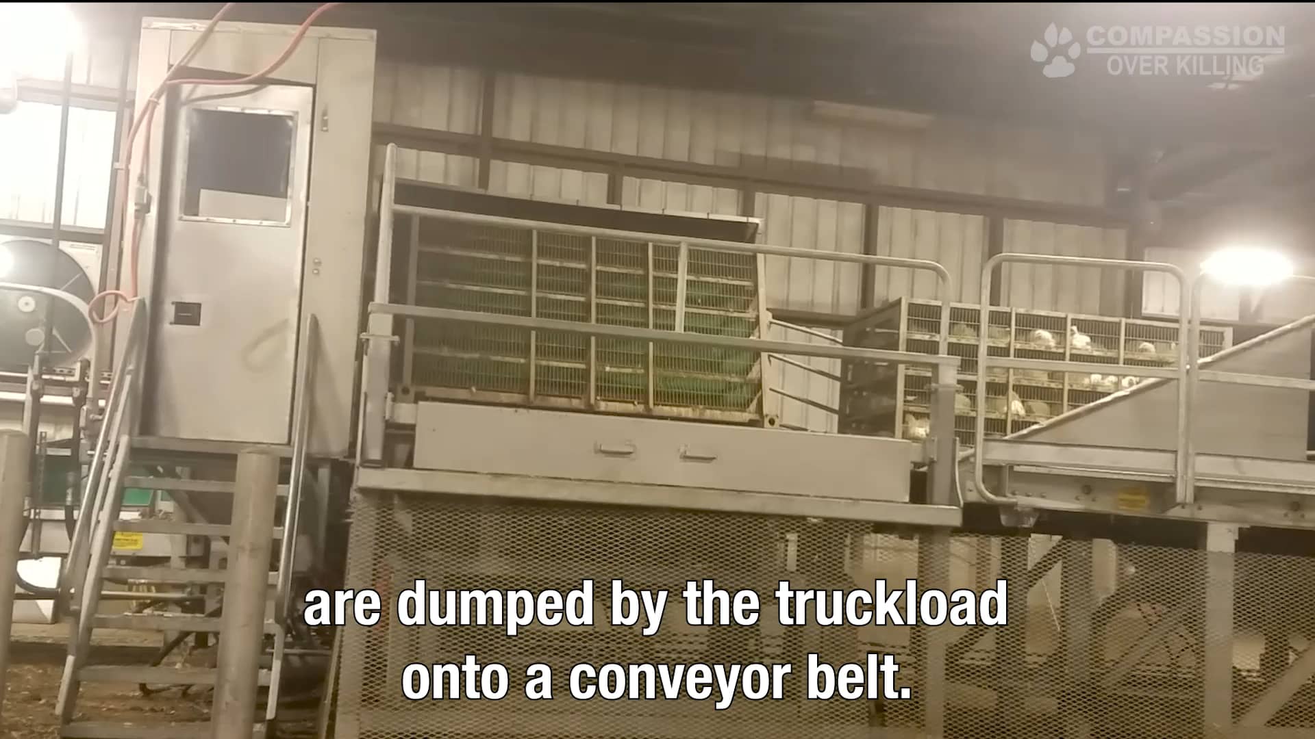 Amick Farms HighSpeed Chicken Slaughterhouse Exposed on Vimeo