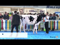 Novillas de 13 a 17 meses