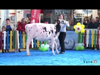 Terneras de 9 a 13 meses