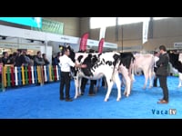 Novillas de 17 a 21 meses