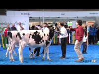 Mejor rebaño criador