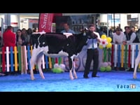 Campeonato de terneras y novillas