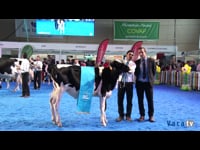 Gran campeonato de terneras y novillas