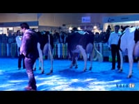 Vaca júnior campeona