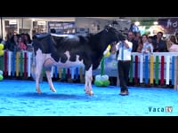 Vacas de 30 a 36 meses