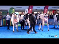 Vacas hasta 30 meses