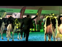 Vaca sénior campeona