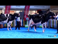 Vacas de 6 años o más