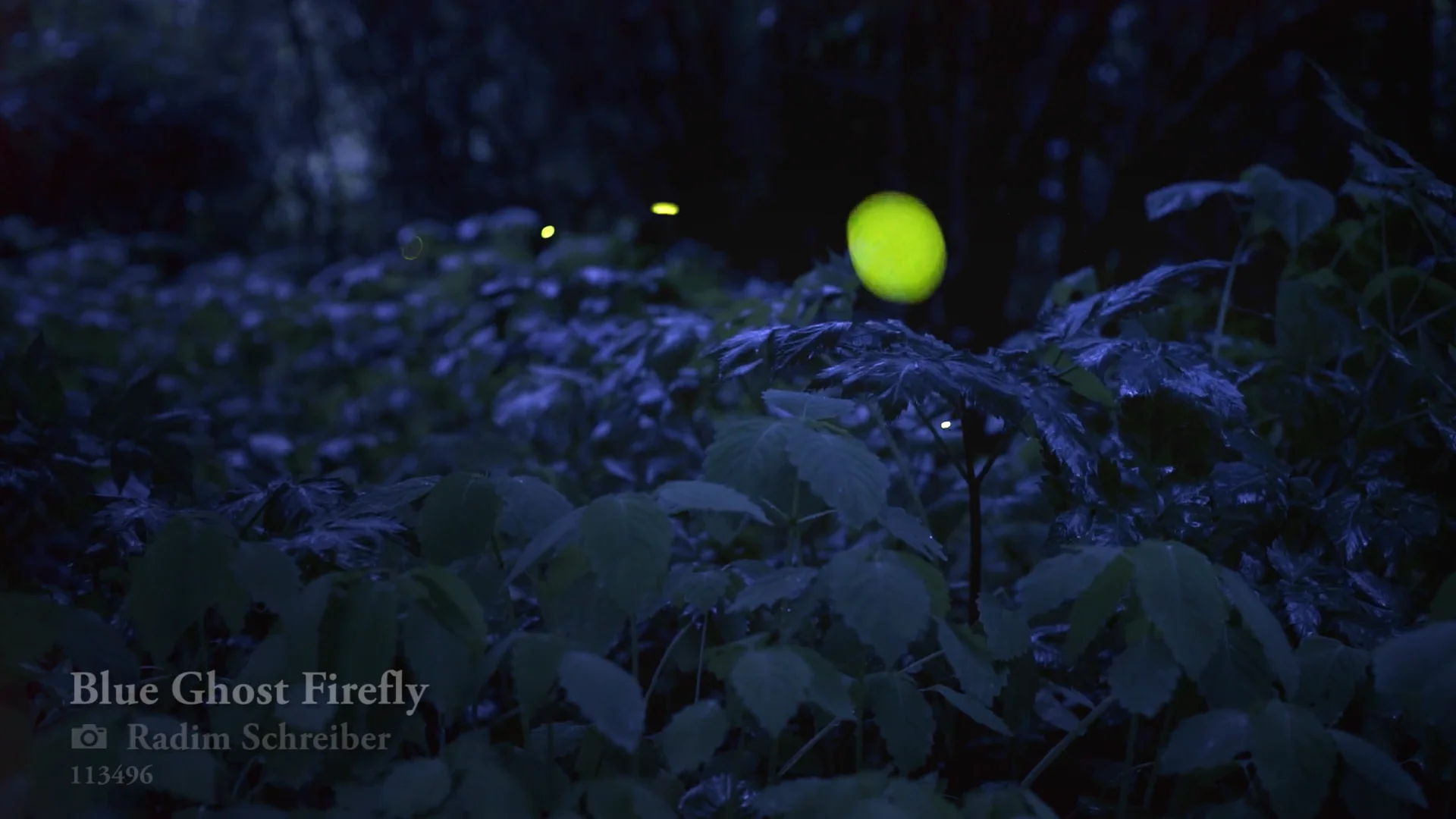 Blue Ghost Fireflies in a Zipper Line –