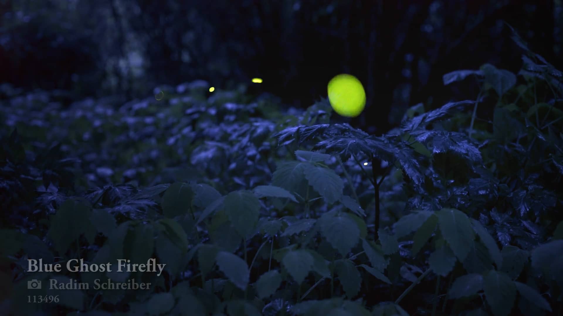 Blue Ghost Fireflies Realtime Footage on Vimeo