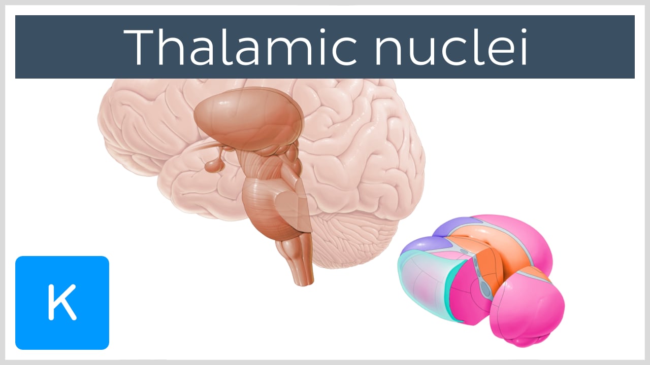 parts of the brain and their functions with thalamus