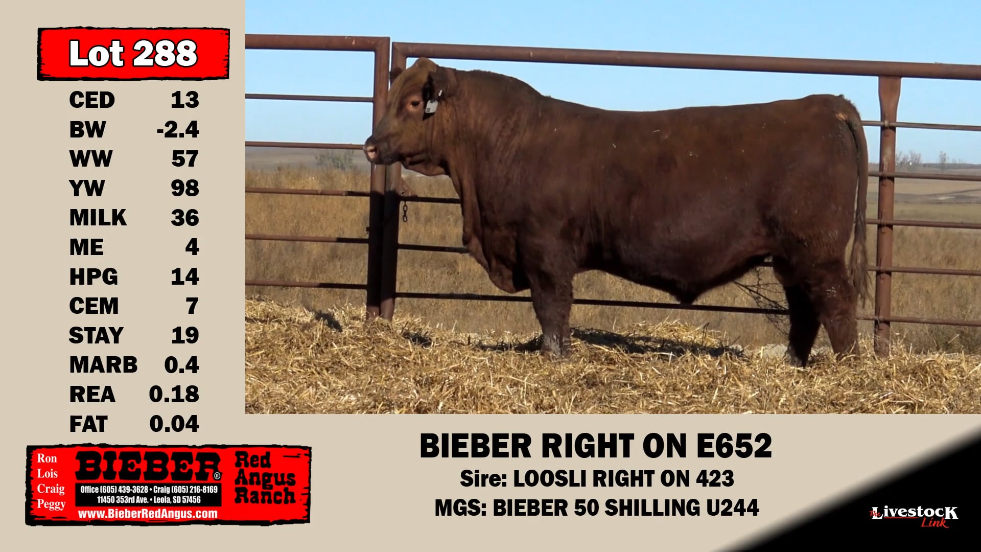 Bieber Red Angus Lot 288 on Vimeo