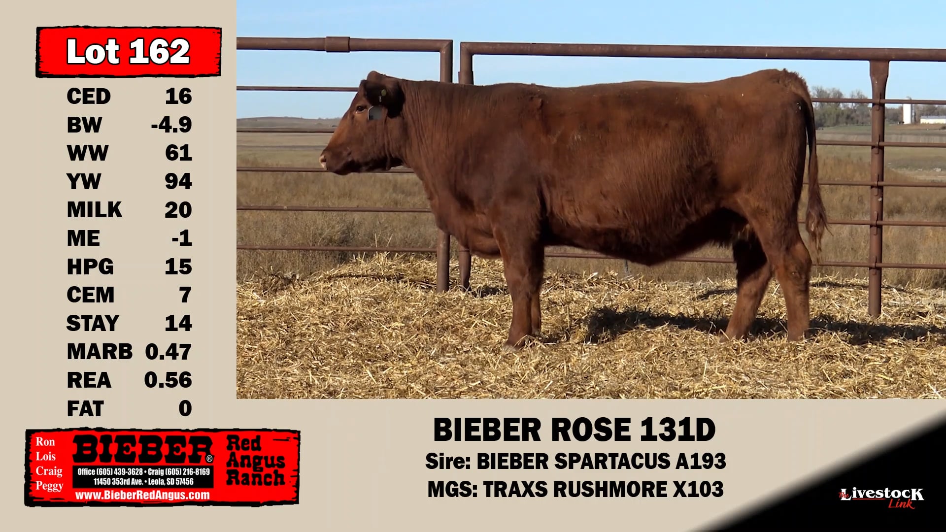 Bieber Red Angus Lot 162 on Vimeo