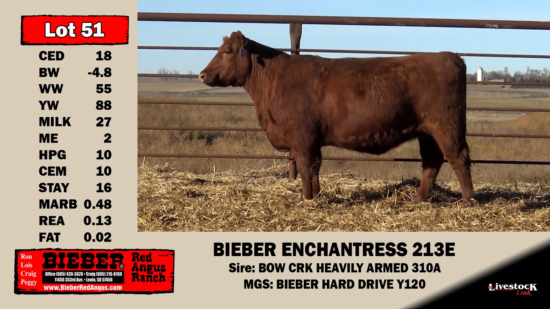 Bieber Red Angus Lot 51 on Vimeo