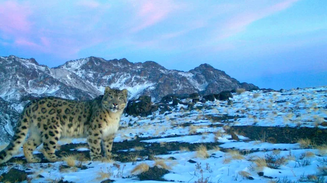 Saving the Threatened Snow Leopard in Central Asia - IUCN SOS