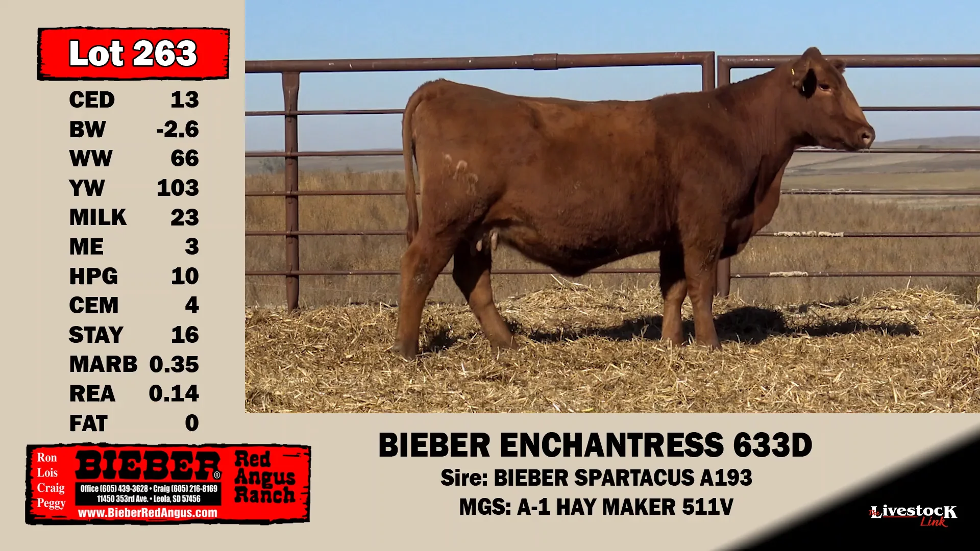 Bieber Red Angus Lot 263 on Vimeo