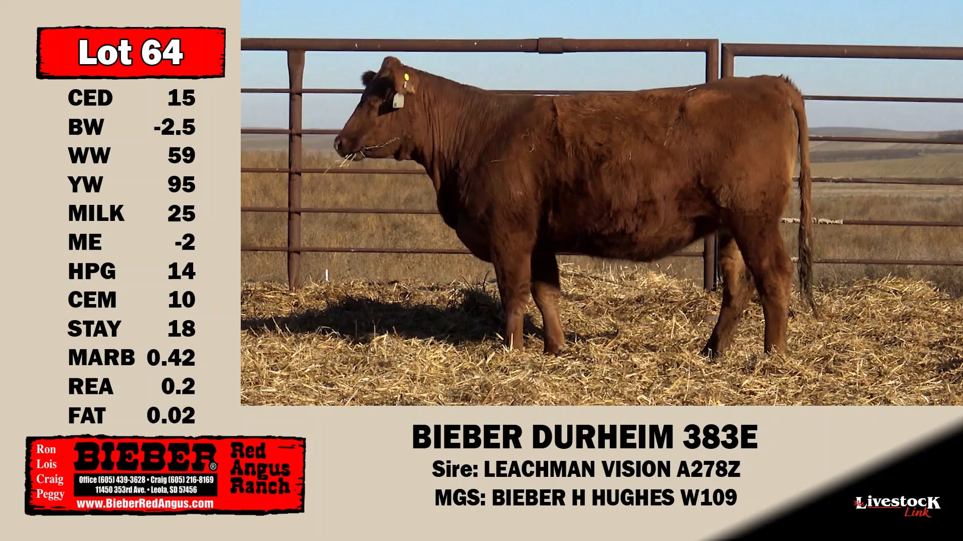 Bieber Red Angus Lot 64 on Vimeo