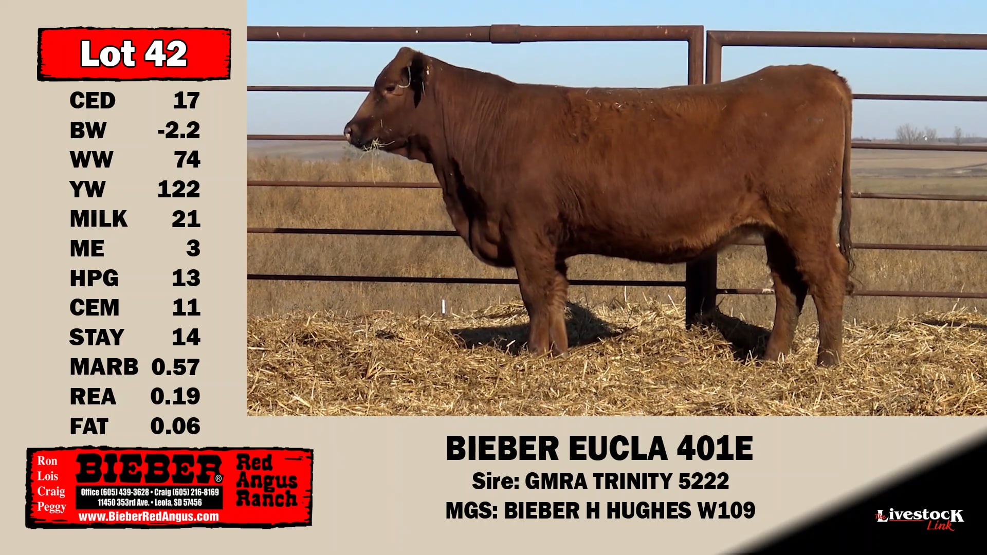 Bieber Red Angus Lot 42 on Vimeo