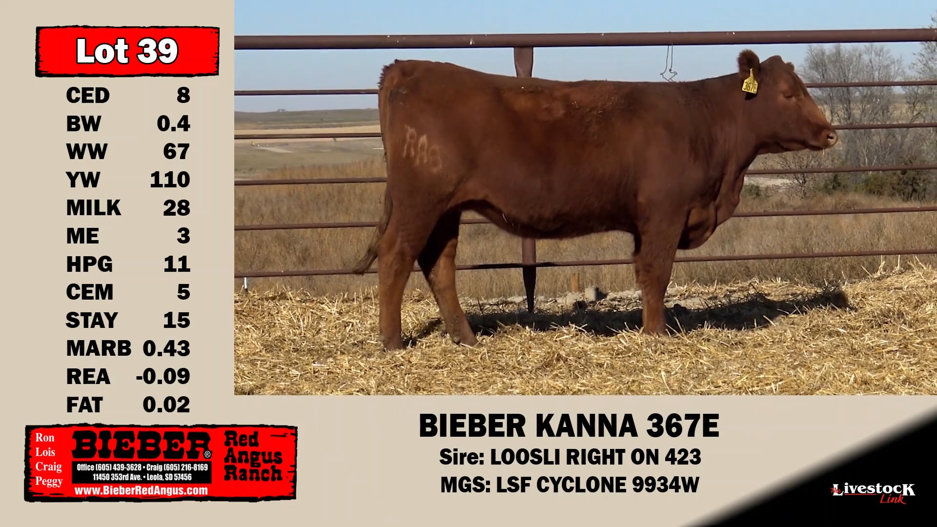 Bieber Red Angus Lot 39 on Vimeo