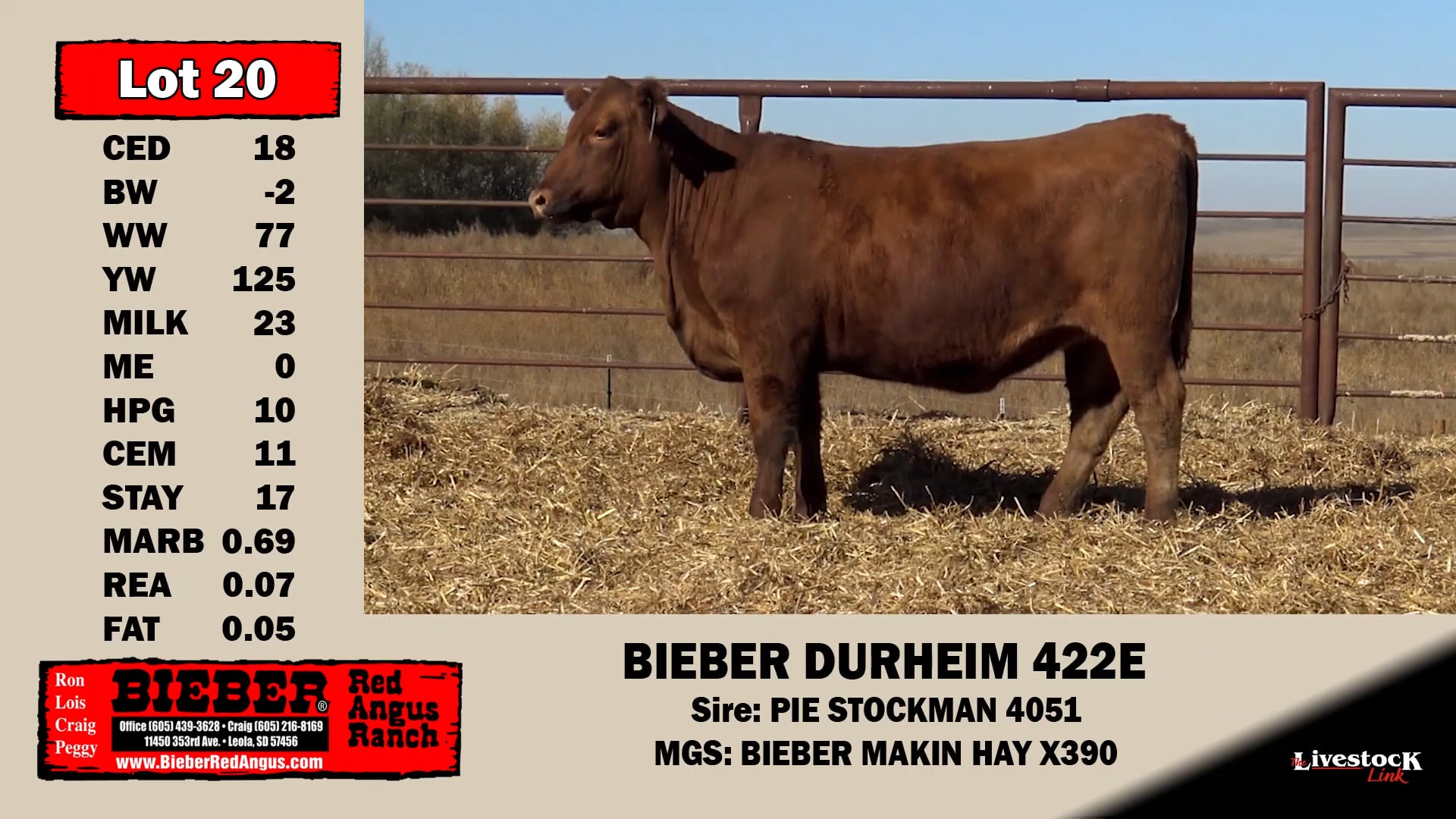 Bieber Red Angus Lot 20 on Vimeo