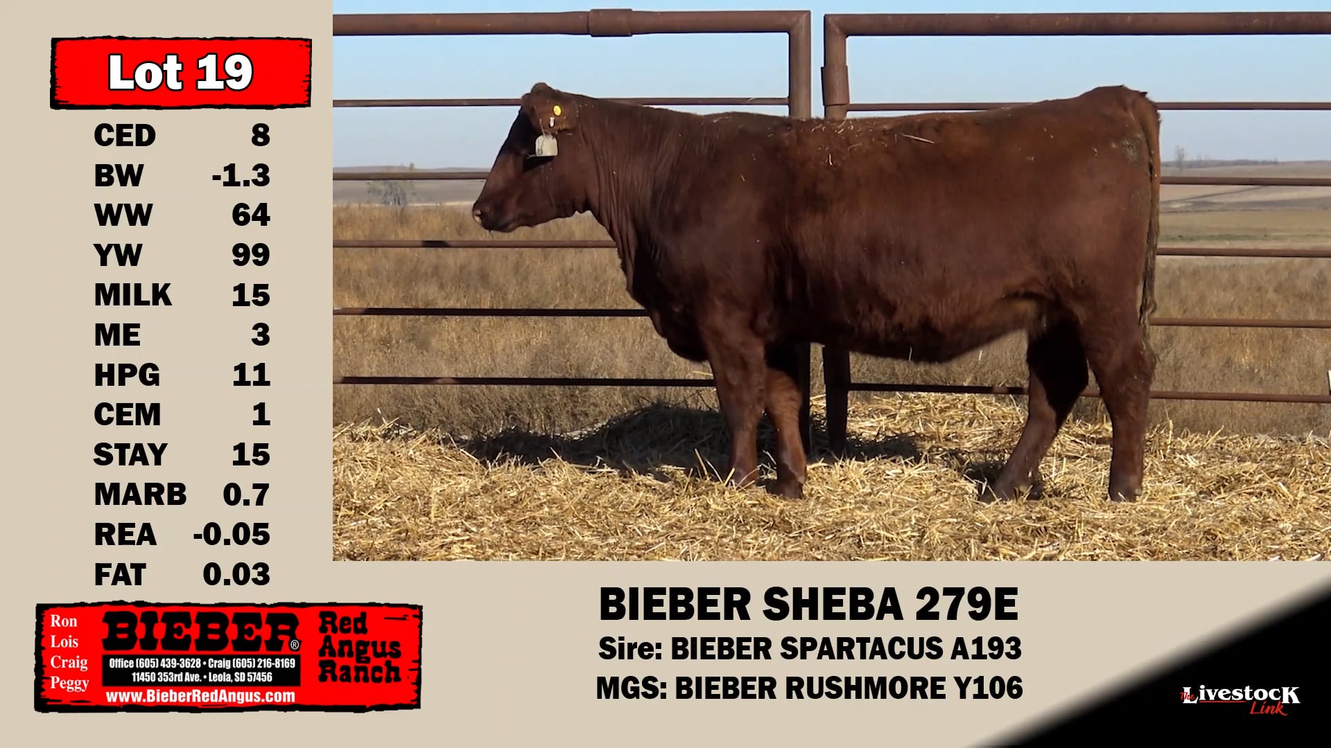 Bieber Red Angus Lot 19 on Vimeo