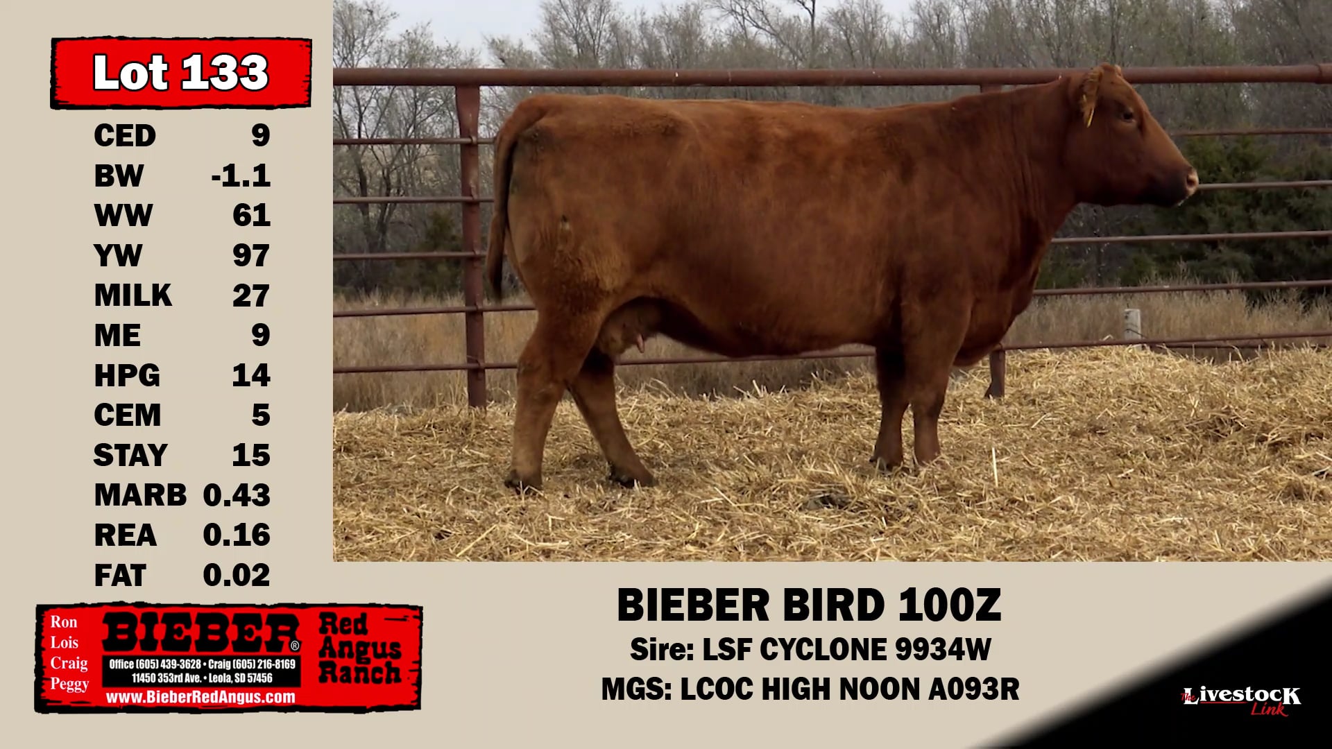 Bieber Red Angus Lot 133 on Vimeo