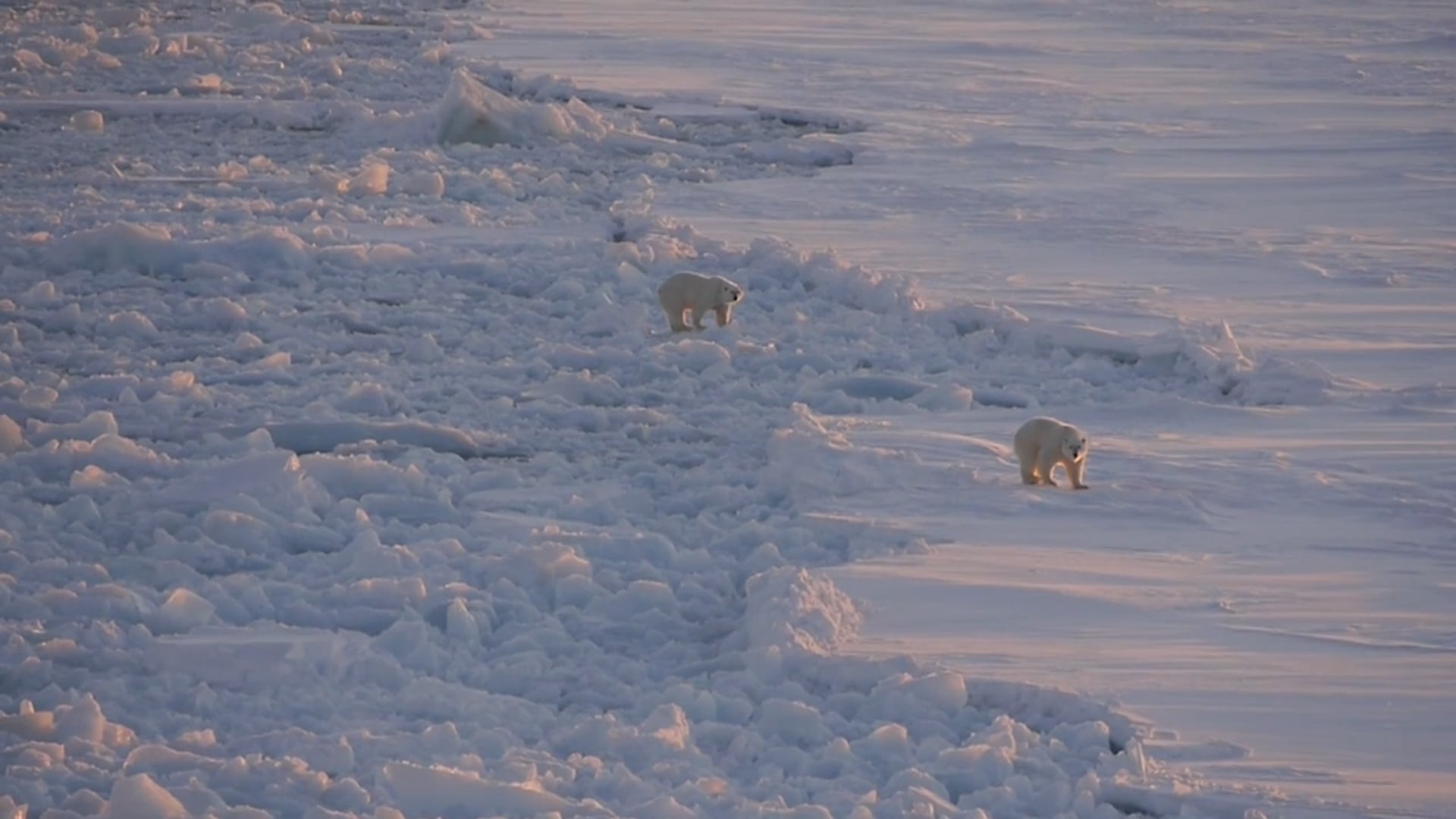 In the Wake of Nanuq