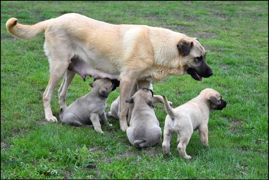 Chiots Berger Anatolien A Vendre Berger Danatolie A Vendre