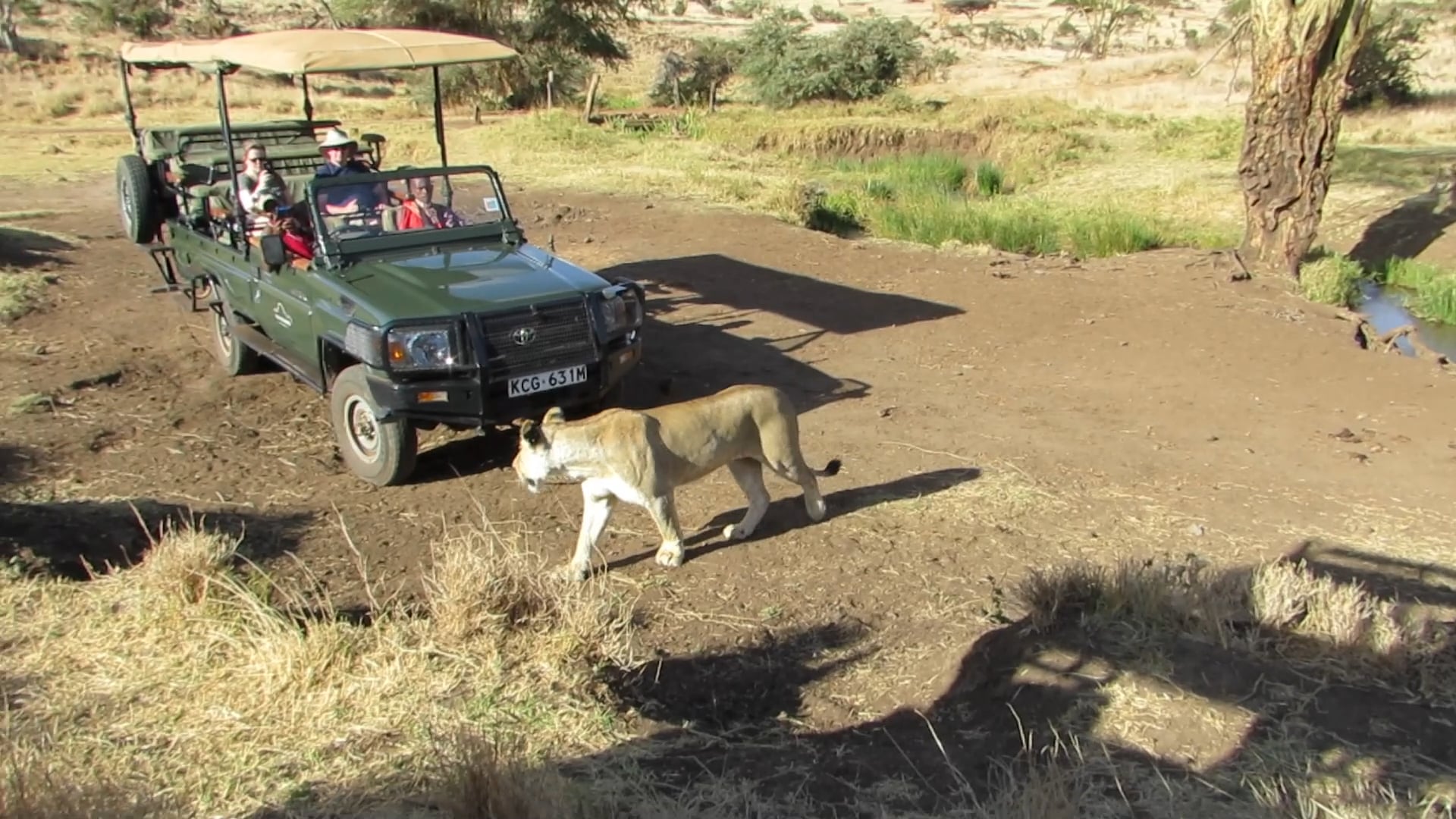 Lewa Wilderness Sightings