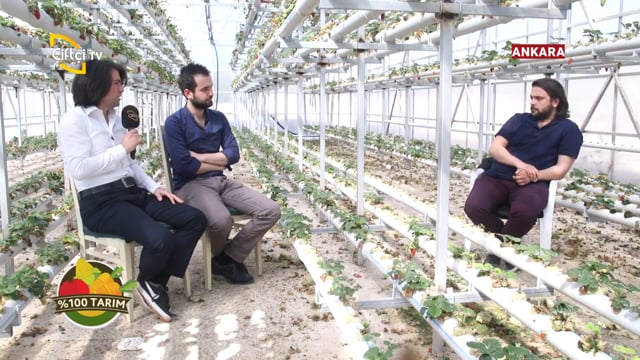 ARDO SERA ISITMA SİSTEMLERİ'NİN ÇİLEK SERASINDA KULLANIM AVANTAJLARI