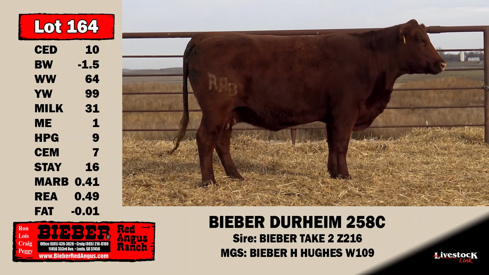 Bieber Red Angus Lot 164 on Vimeo