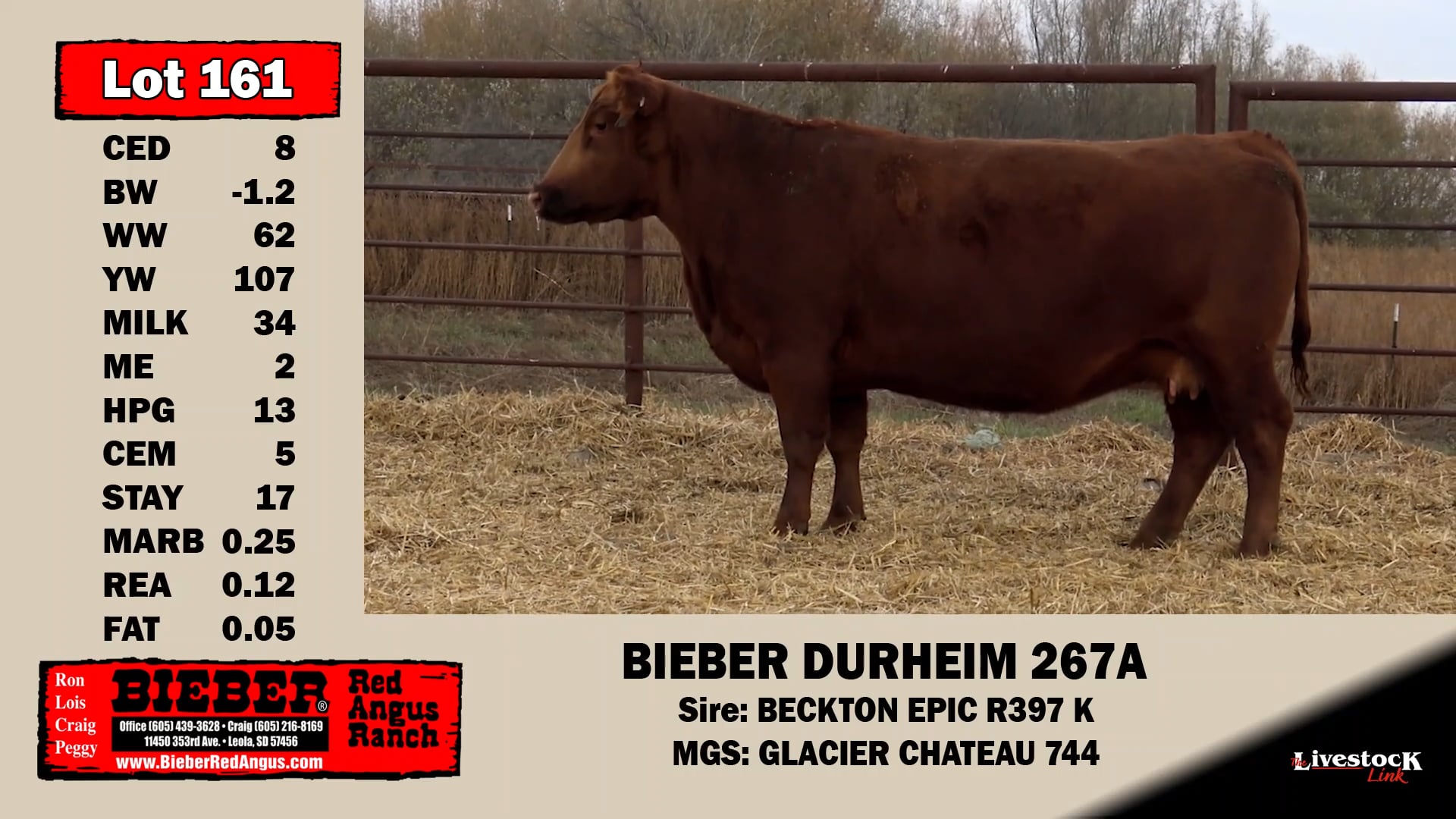 Bieber Red Angus Lot 161 on Vimeo