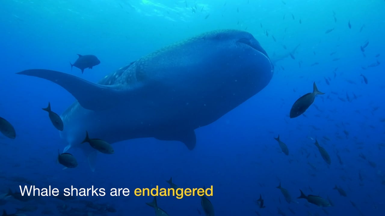 Galapagos Whale Shark Science 2018