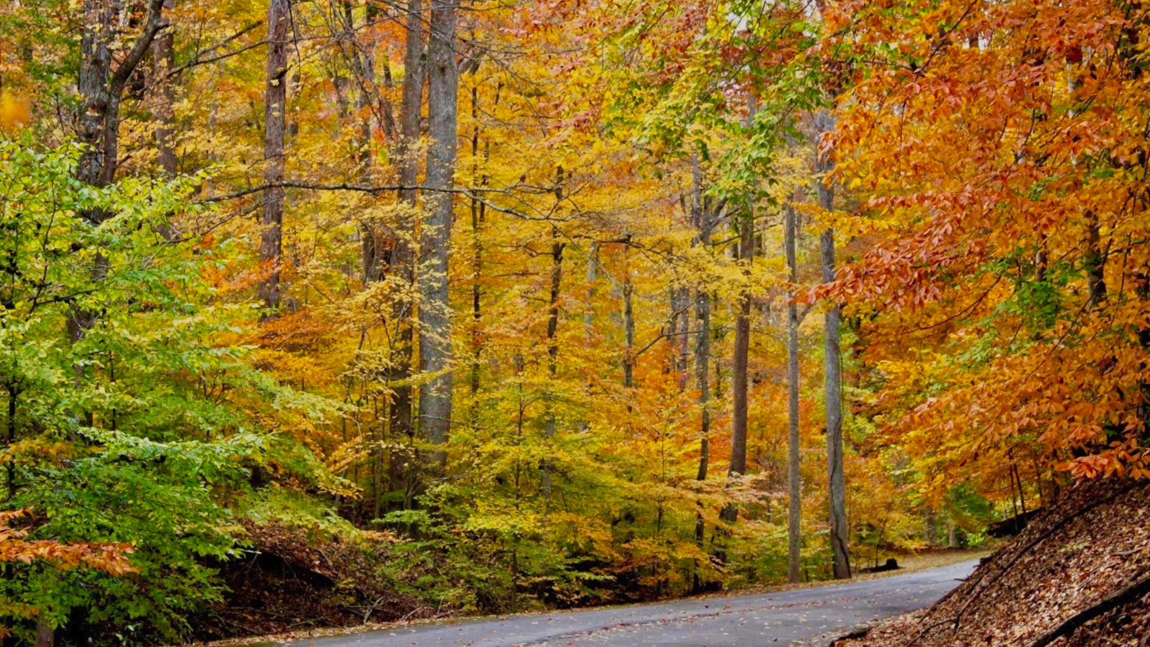 Fall Color on Vimeo