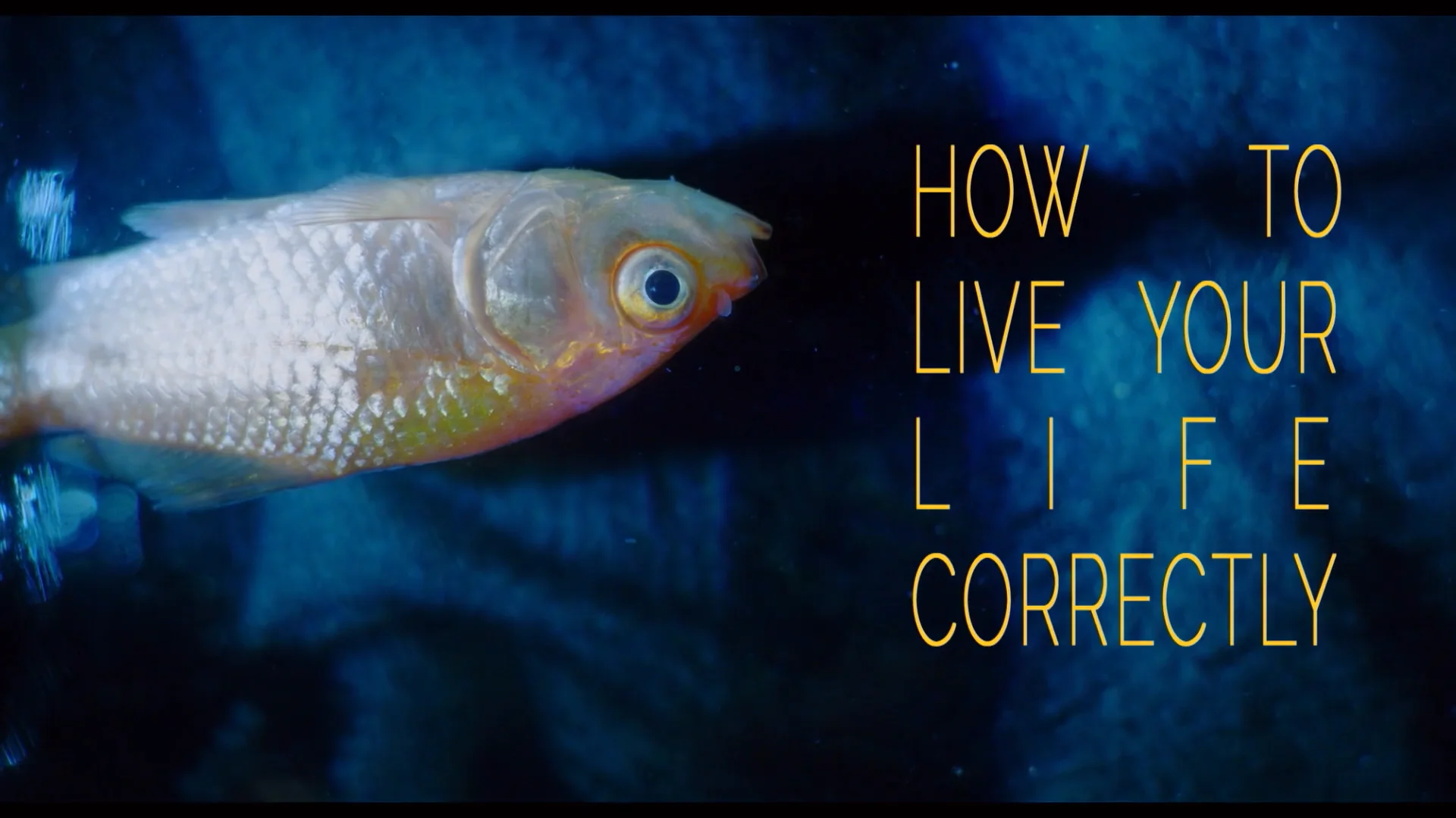 How To Live Your Life Correctly - Trailer 30s